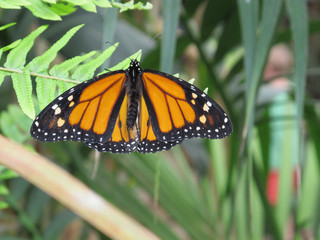 A close up view of the butterfly Danaus Plexippus with its orange and black wings open