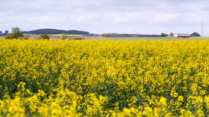 Fototapeta premium Yellow oilseed rape field under the blue sky with sun.