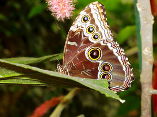 Naklejka premium A close up view of the butterfly Caligo Memnon