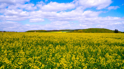 Fototapeta premium Yellow oilseed rape field under the blue sky with sun.