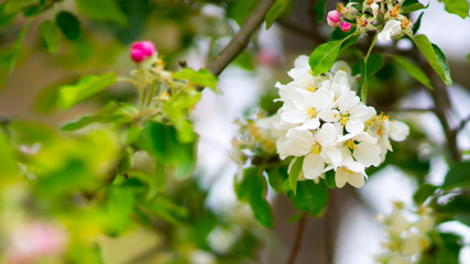 Beautiful blooming apple trees in spring park close up.