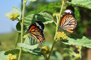 Common Tiger , Danaus genutia , Patterned orange white and black color on butterfly wing , Two butterflies seeking nectar in yellow flower on tree with natural green background,Thailand
