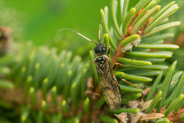 Leaf-rolling sawflie, Pamphiliidae on fir twig