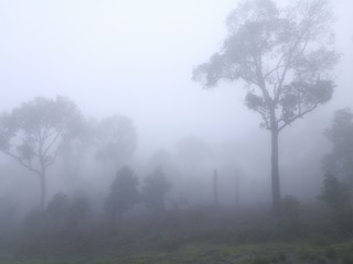 Obraz na płótnie Canvas Forests with dense fog.