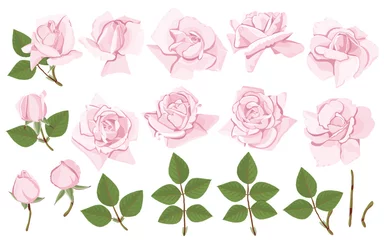 Fotobehang Rozen Set roze rozen elementen voor uw ontwerp. Bloemen, knoppen en bladeren op een witte geïsoleerde achtergrond.