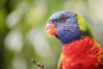 Rainbow lorikeet