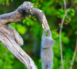 little gray kitten on a tree