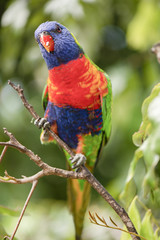 Rainbow lorikeet