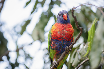 Rainbow lorikeet