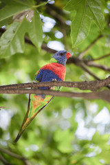 Rainbow lorikeet
