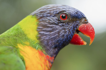 Rainbow lorikeet