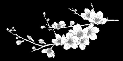 Cute hand drawn white silhouette sakura branch set 1. © Plawarn