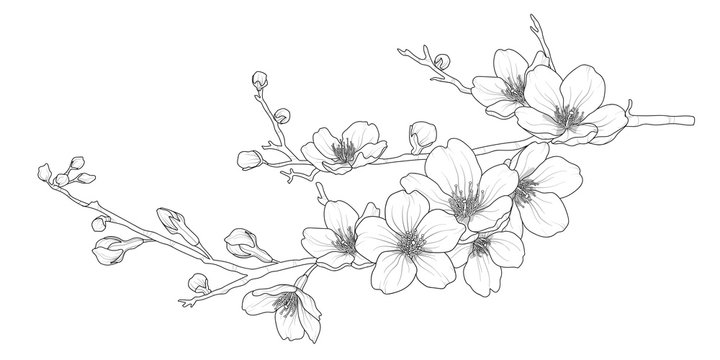 Cute hand drawn isolated sakura branch set 1.