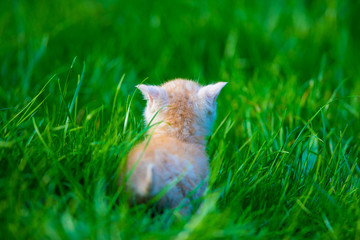 red kitten on the lawn