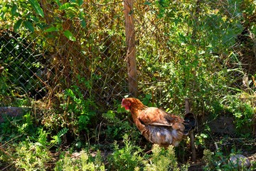 gallina campestre chilena