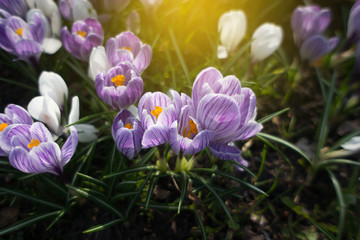 Blooming crocus flowers in the park. Spring landscape. Beauty in nature