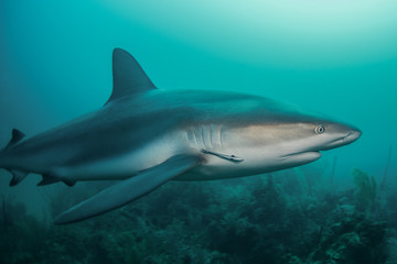 Fototapeta premium Caribbean reef shark