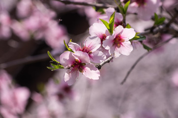 Obraz premium 桜の花