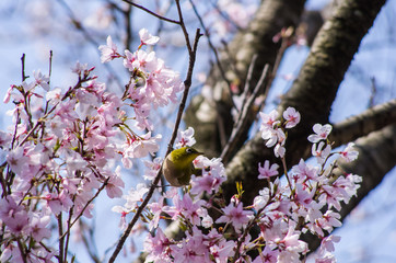メジロと桜