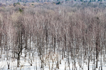 above view of trees in forest between melting snow