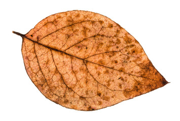 Fototapeta premium autumn rotten leaf of poplar tree isolated