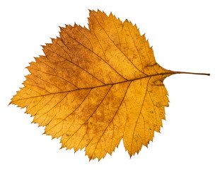 back side of yellow autumn leaf of hawthorn tree