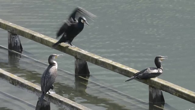 cormorani