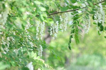 Locust tree