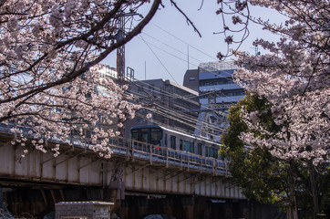 鉄道と桜