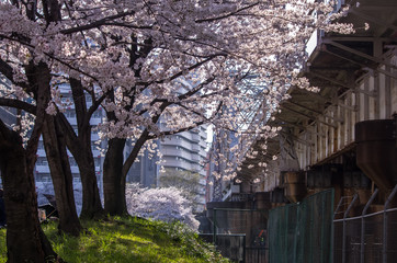 大阪・藤田邸公園の桜