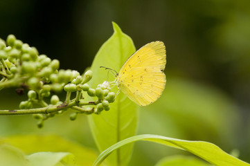 Three Spot Grass Yellow (Eurema blanda snelleni) butterfly