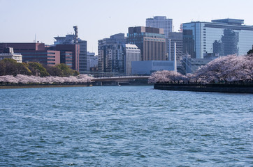 大阪天満・大川の桜満開の春の風景