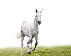 Gray dapple horse runs isolated