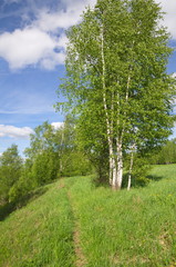 Spring landscape with birch trees on a Sunny day