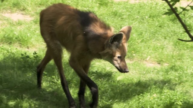 The maned (red) wolf (Chrysocyon brachyurus),  South America