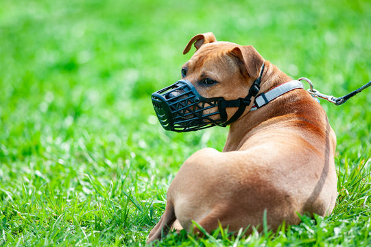 Pitbull terrier in muzzle
