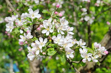 A branch of Apple blossoms in the spring