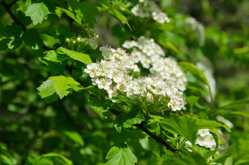 Blooming hawthorn common (lat. Crataegus laevigata)