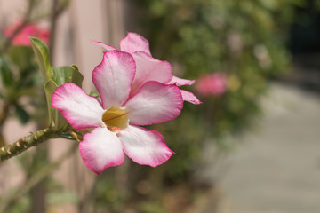 Azalea, adenium flower blossom. Pink flower beautiful.