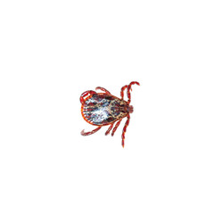 mite on white background