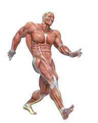 muscle man anatomy in an white background