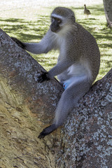 Single Alert Vervet Monkey Sitting on Branch of Tree