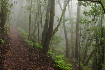 Canary Islands: La Gomera, Garajonay national park, fog forest