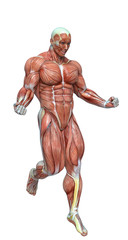 muscle man anatomy in an white background
