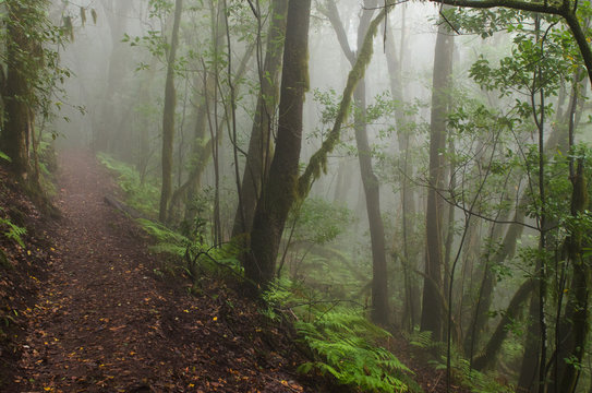 Fototapeta Canary Islands: La Gomera, Garajonay national park, fog forest