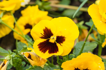 Gelbe Stiefmütterchen