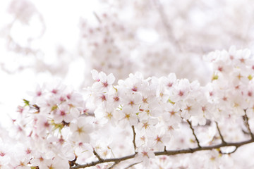 桜　満開