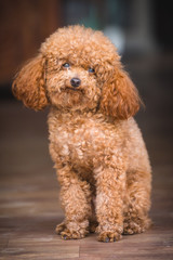 cute toy poodle standing inside house and looking outside