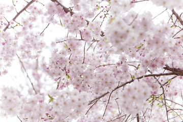 桜　満開