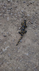 animal  fire salamander